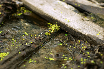 a small stream in the forest