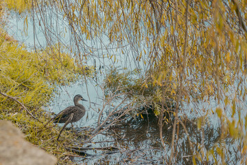 AUSTRALIA © Graciana