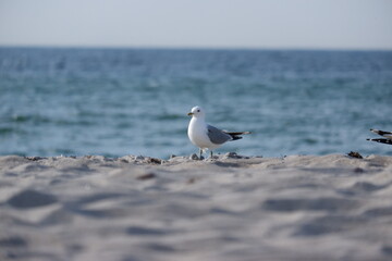 M&ouml;we am Strand
