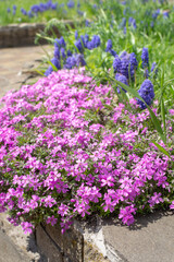Phlox subulata (creeping phlox, moss phlox or mountain phlox) flowers and hyacinths growing outdoor on sunny day. Beautiful summer flowers  background. Close up of beautiful pink flowers. 