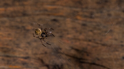 Spinne im Netz
