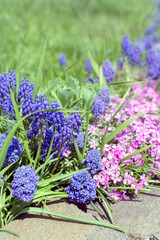 Grape hyacinths and phlox subulata (creeping phlox, moss phlox or mountain phlox) flowers and growing outdoor along a stone walkway on sunny day. Beautiful summer flowers  background. 