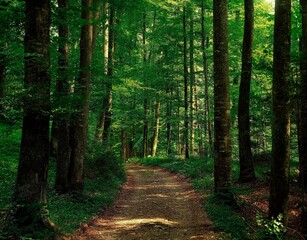 beech forest, forest path, forest, path, beeches, deciduous trees, nature, season, summer, spring, vegetation, plants, trees, 