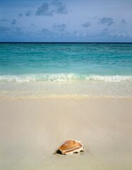 Fototapeta na wymiar sea, beach, helmet snail, sandy beach