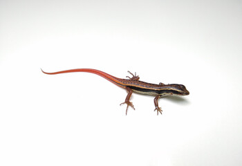The common dotted garden skink (Lygosoma punctata) isolated on white background
