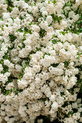 drzewo porośnięte dojrzałymi białymi kwiatami 