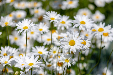 Selective focus of white flowers Leucanthemum maximum in the garden, Shasta daisy is a commonly grown flowering herbaceous perennial plant with the classic daisy appearance, Nature floral background.