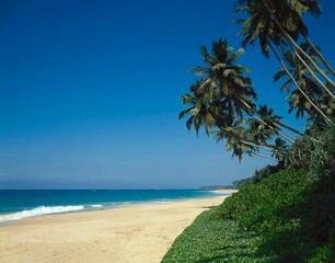 sri lanka, beach, palm trees