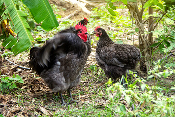 Male and female chickens ( rooster and hen ) blue australorp in husbandry natural animal free range lifestyle farming garden organic in the backyard.