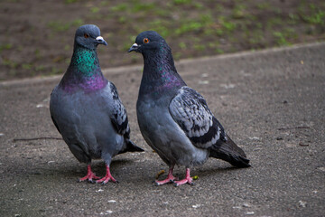 two pigeons in love