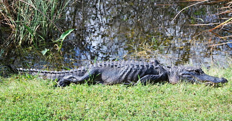 Alligator im Everglades National Park, Florida