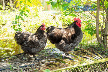 Male and female chickens ( rooster and hen ) blue australorp in husbandry natural animal free range lifestyle farming garden organic in the backyard.