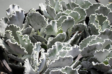 Cotyledon undulata, also known as a silver crown or silver ruffles.