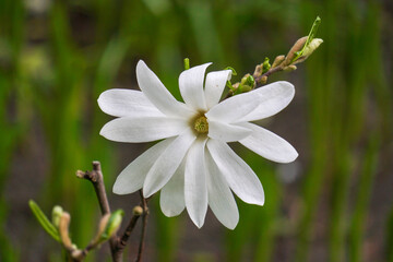 magnolia