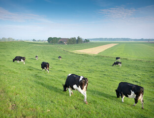black and white spotted cows in green grassy meadow under blue sky seen from height of dyke in the netherlands