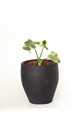 Xanthosoma sagittifolium plant (L.) Isolated against a white background.