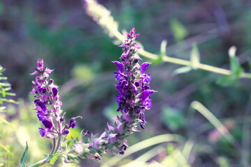Meadow wildflowers, flowering medicinal plant purple sage salvia