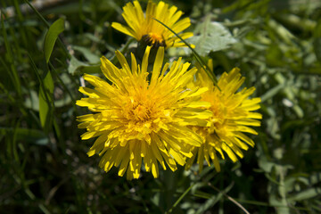 Fresh yellow dandelion flowers close up on bright green blurred background, selected focus