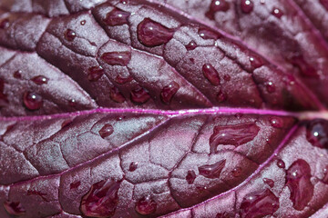 Fototapeta premium Asian greens - mustard Bloody Mary dark purple red and green leaf texture macro, full frame food background, fresh healthy food, self sufficiency concepy