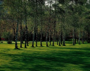 park, birch trees, betula pendula, green area, deciduous trees, trees, birch plants, vegetation, nature, landscape, 