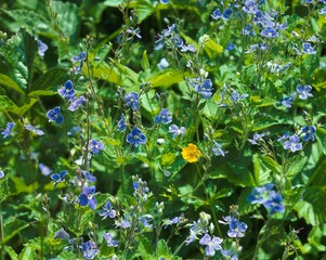 gamander speedwell, veronica, chamaedrys, plant, brownroot, male chaff, flowers, flowering, blue, nature, vegetation, botany, 