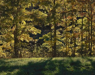 forest, deciduous trees, autumn, backlight, nature, autumn forest, season, early autumn, trees,...