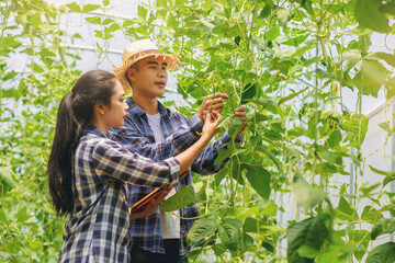 Fototapeta premium Young couples farmer gardening, checking quality together in the long beans garden greenhouse. Agricultural concepts. 