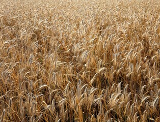 rye field, agriculture, economy, cultivation, grain, field, grain field, rye, secale cereale,...