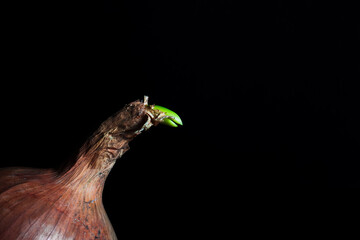 Photo of an onion on a dark background.