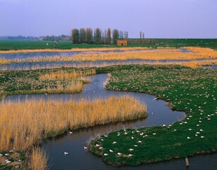 netherlands, hoorn, bird sanctuary, de kleiput, gulls, holland, north holland, landscape, body of water, gull, larus spec, birds, bird, sanctuary, nests, nesting, breeding, 
