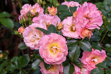 Pink roses blooming in garden