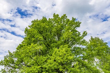 Perennial deciduous tree among summer greenery in a public city park