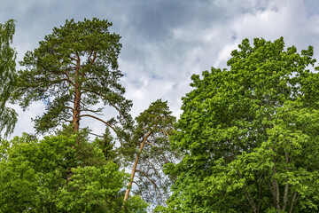 Perennial deciduous tree among summer greenery in a public city park