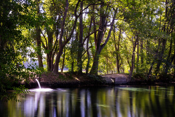 lake in the forest