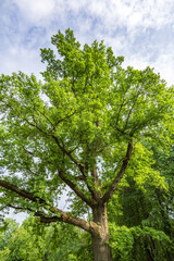 Perennial deciduous tree among summer greenery in a public city park