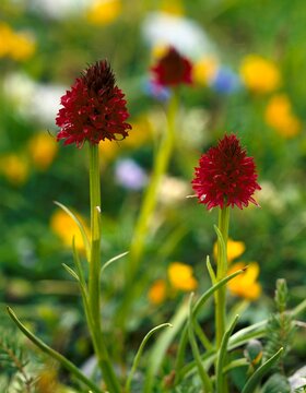 black cabbageherb, nigritella nigra, flowers, plant, plants, orchid, native, bloom, nature, vegetation, flower, red, meadow, conservation, botany, 