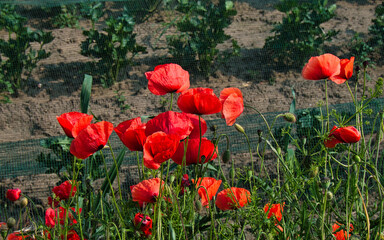 Obraz premium Roter Mohn auf einem Blühstreifen am Rand eines Gemüseackers im Sommer