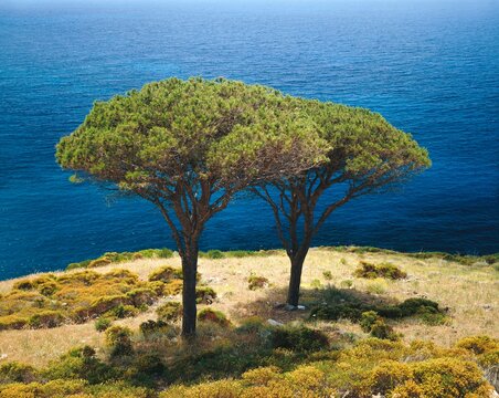 coast, pines, pinus pinea, sea, pine, conifers, trees, plants, vegetation, water, two, blue, green, 