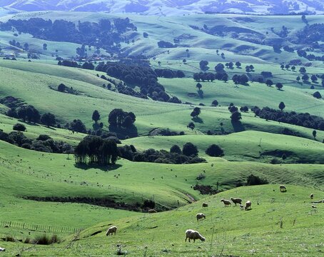 new zealand, north island, dargaville, pasture, sheep, pastures, landscape, meadow, hilly, hills, green, sheep pasture, 