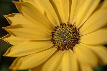 Nahaufnahme einer gelben Blume
