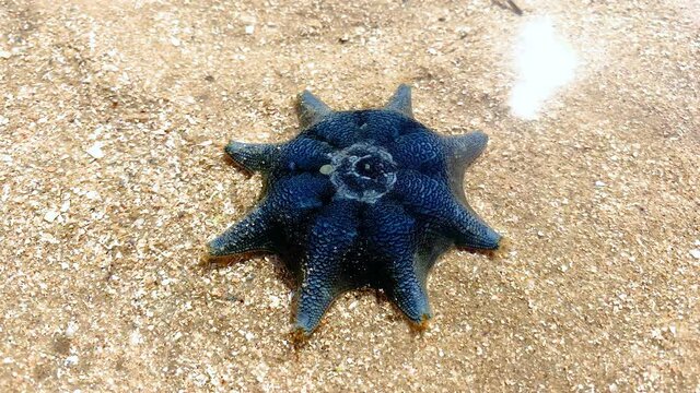 Starfish in the shallows at Brighton beach, Victoria, Melbourne Nature, Victoria