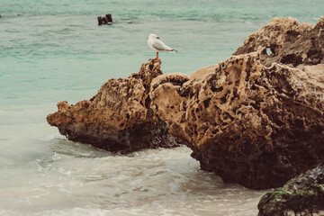 Western Australia 