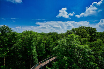 grün Wald Hängebrücke Baumpfad