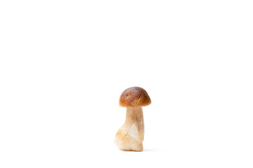 Single brown cap Boletus Edulis isolated on white background. Raw edible mushroom. Nobody