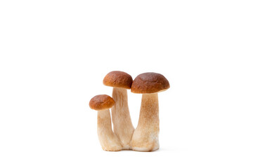 Fototapeta premium Group of brown cap Boletus Edulis isolated on white background. Edible mushrooms in the kitchen. Nobody