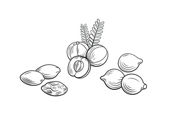 Vector Triphala ayurvedic herbs set, outline black icons isolated on white background, contour lines illustration.
