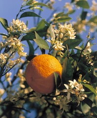 orange tree, blossoms, orange, citrus, fruit, citrus fruit, oranges, fruit tree, tree, detail, blossom, bloom, nature, food, foodstuff, nutrition, healthy, vitamins, vitamin-rich