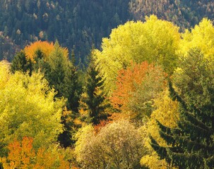 Fototapeta premium mixed forest, autumn, forest, trees, deciduous trees, autumn colours, autumn leaves, foliage, conifers, colourful, seasons, nature, 