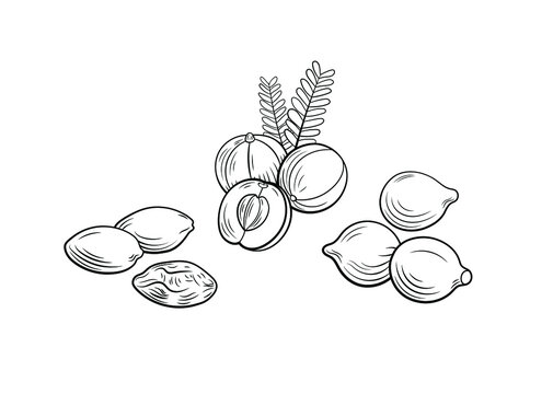 Vector Triphala ayurvedic herbs set, outline black icons isolated on white background, contour lines illustration.
