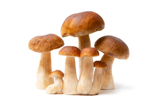 Brown Cap Boletus Images – Browse 109,690 Stock Photos, Vectors, and Video  | Adobe Stock